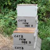 Cats Paw Bees