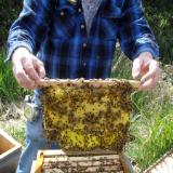 Cats Paw Bees