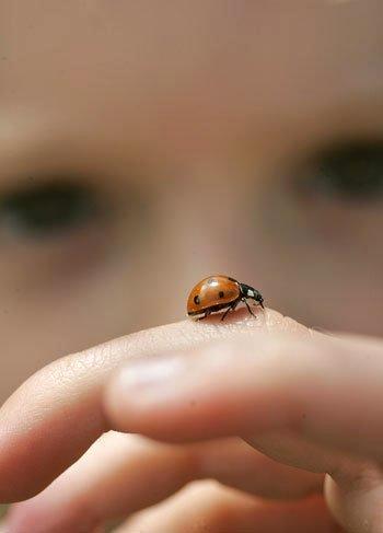 The Best Lady Bug House The Best Lady Bug House
