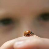 The Best Lady Bug House