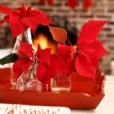 Poinsettia: Photo from Better Homes & Gardens