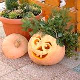 Halloween pumpkin decoration, photo credit: Wikipedia