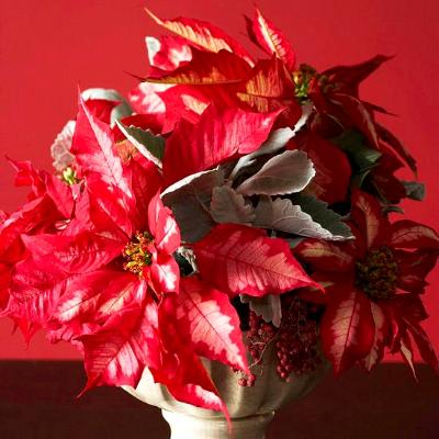 Poinsettia: Photo from Better Homes & Gardens