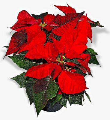 Poinsettia: Photo from Wikipedia