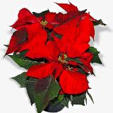 Poinsettia: Photo from Wikipedia