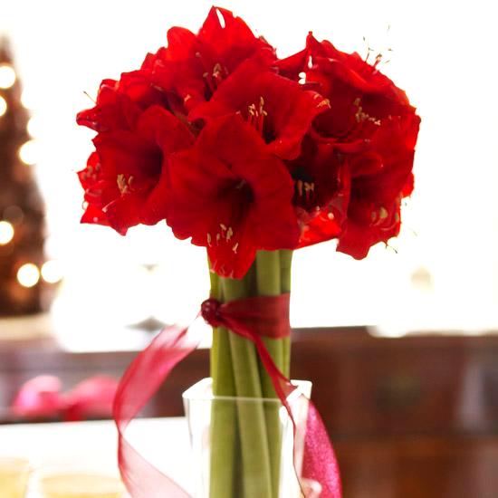 Amaryllis: Photo from Better Homes & Gardens