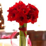 Amaryllis: Photo from Better Homes & Gardens