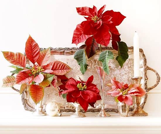 Poinsettia: Photo from Better Homes & Gardens